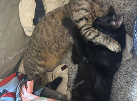 Female cats