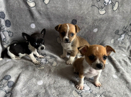 Jackawawa puppies