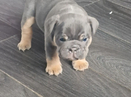 KC REGISTERED BEAUTIFUL BLUE/LILAC TRI ENGLISH BULLDOGS FOR SALE