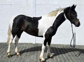 Stunning coloured sports horse mare