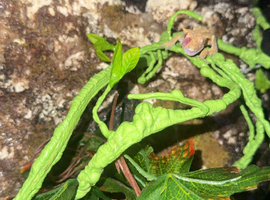 Crested gecko