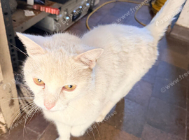 White name casper