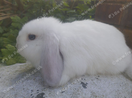 Mini Lop Buck