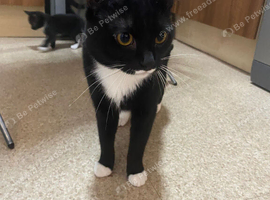 Male cat looking for new home