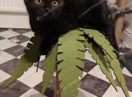 Beautiful cross kitten