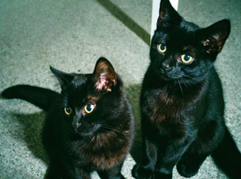 The pair &pound;100 May go cheaper if collected today