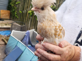 Young Polish hen