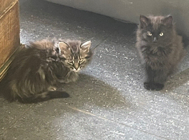 Rare Ragdoll x kittens