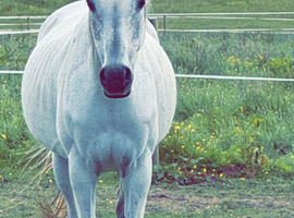Grey Arabian mare