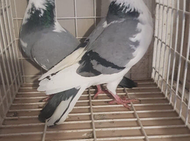 Pigeon for sale