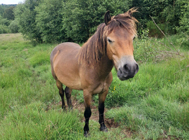 Exmoor Ponies for conservation grazing x3