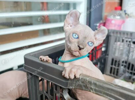Sphynx Kittens