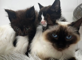 Ragdoll mixed kittens