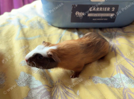 2 boy guinea pigs