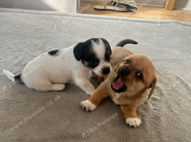 Pups