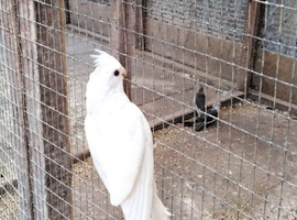Male Albino Cockatiel