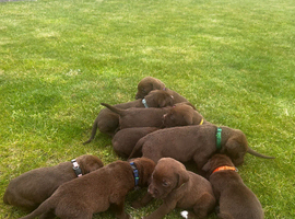 German short haired pointer mix