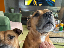 Twin 9 yrs old staffys brother and sister