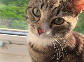 American shorthair, 13 months