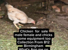 CHICKENS FOR SALE BIRMINGHAM