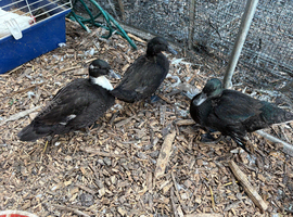 7 week old ducks