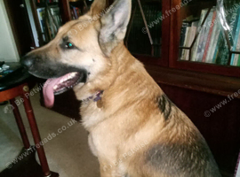Loving dog needs new home