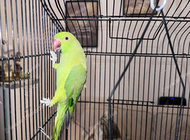 Indian ringneck
