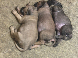 Cane Corso