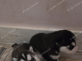Selling husky