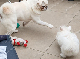 Pure white pug for Stud