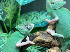Female Pied Yemen Chameleons at Birmingham Reptiles