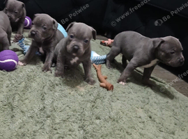 Blue Staffordshire pups