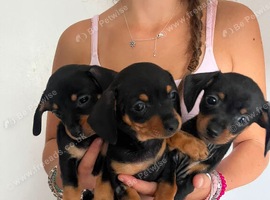 Cheweenies 8 weeks