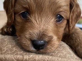 4 Cavapoo puppies