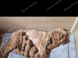Beautiful Multigenerational Cockapoo Puppies - Health tested parents