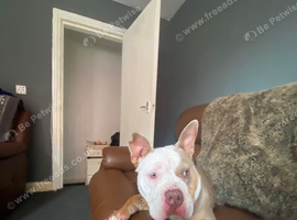 Pocket bully female
