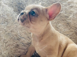 French Bulldog Puppies