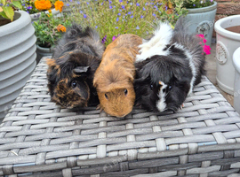 Beautiful Young Adult Sows
