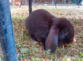 Baby rabbits