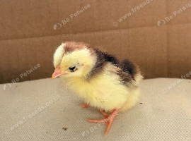 Serama chicks pre listing