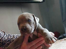 9 cane corso puppies for sale