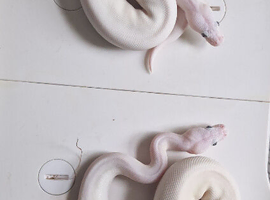 Royal pythons for sale