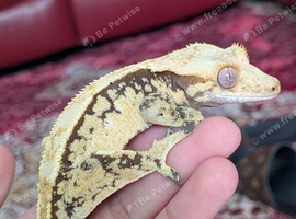Extreme cream harlequin crested gecko