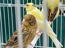Canaries mixed Canaries