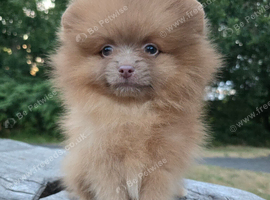 Lilac sable Female pomeranian xxs