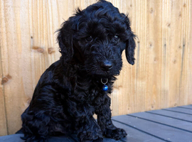 Cockapoo f2 puppies
