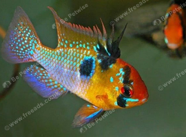 German blue ram breeding pair