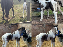To make 15hh Colt&hellip; Welsh x TB x Cob