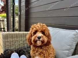 PROVEN F1 Red Cavapoo stud-DNA Fully health tested