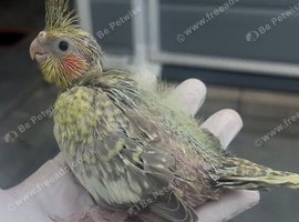 Hand reared baby cocktail